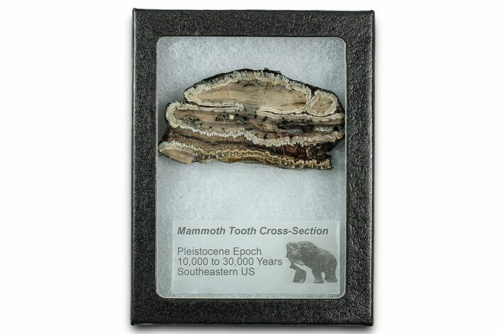Mammoth Molar Slice With Case - South Carolina #335160